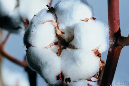 鄭商所7月26日調(diào)整棉花和棉紗期貨保證金(圖1) 鄭商所7月26日調(diào)整棉花和棉紗期貨保證金(圖1)